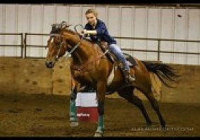 Quarter Horse (Quarter Horse, Mare) in Maple Plain, MN