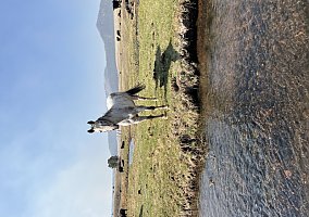 Appaloosa (Appaloosa, Mare) in Florissant, CO