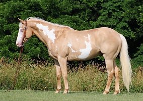 Quarter Horse (Quarter Horse, Gelding) in Brodhead, KY
