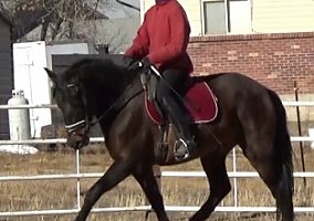 Andalusian / PRE (Andalusian / PRE, Mare) in Broomfield, CO