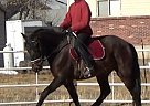Andalusian - Horse for Sale in Broomfield, CO 80023
