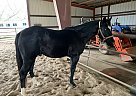Waylan - Stallion in Paragould, AR Waylan - Stallion in Paragould, AR
