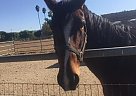 Thoroughbred Mare for Sale in Hemet, California Thoroughbred Mare for Sale in Hemet, California