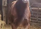 Twister - Stallion in Hillsboro, OH Twister - Stallion in Hillsboro, OH