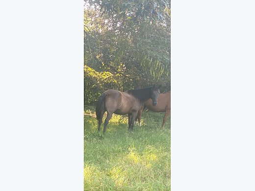 Black Tennessee Walking Horse