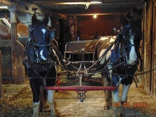Brothers**Broke**Wagon & Harness Included**