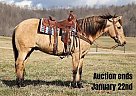 Quarter Horse - Horse for Sale in Whitley City, KY 40501