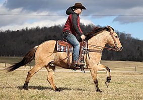 Quarter Horse (Quarter Horse, Gelding) in Whitley City, KY