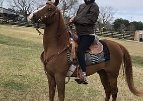 Arabian (Arabian, Gelding) in Danbury, TX