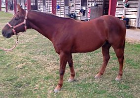 Quarter Horse (Quarter Horse, Gelding) in Baton Rouge, LA