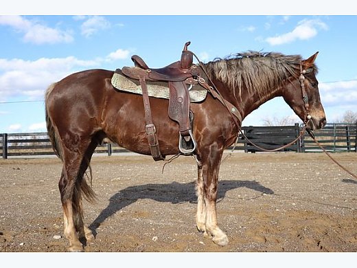 Chocolate Morgan Horse