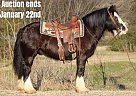 Gypsy Vanner - Horse for Sale in Rusk, TX 40501