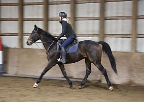 Hunter (Thoroughbred, Gelding) in Highland, MI