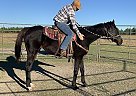 Thoroughbred Mare for Sale in Valdosta, Georgia Thoroughbred Mare for Sale in Valdosta, Georgia