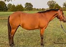 Muffin - Mare in Bixby, OK Muffin - Mare in Bixby, OK