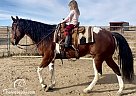 Tequila - Gelding in Fort Collins, CO Tequila - Gelding in Fort Collins, CO