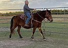 Cookie - Mare in Valdosta, GA Cookie - Mare in Valdosta, GA