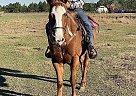 Appendix Mare for Sale in Valdosta, Georgia Appendix Mare for Sale in Valdosta, Georgia
