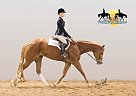 Paint / Pinto Pleasure Show Hors... Paint Gelding