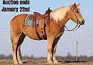 Draft - Horse for Sale in Sonora, KY 40501