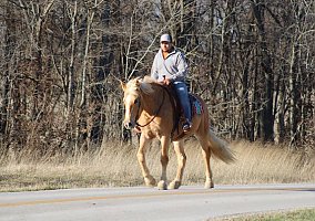 Draft (Percheron, Belgian, Clydesdale, Shire)
