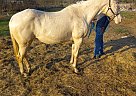 Quarter Horse - Horse for Sale in Austin, TX 78753