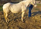 Quarter Horse - Horse for Sale in Austin, TX 78753 Quarter Horse - Horse for Sale in Austin, TX 78753