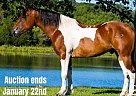 Draft - Horse for Sale in Mt. Grove, MO 40501