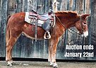 Mule - Horse for Sale in Everett, PA 40456
