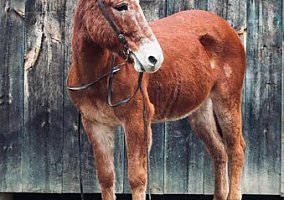Mule