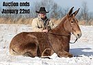 Mule - Horse for Sale in Jamestown, KY 40501