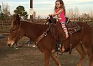 Flaxey - Mare in Waskom, TX Flaxey - Mare in Waskom, TX