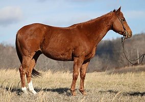 Quarter Horse (Quarter Horse, Gelding) in Brodhead, KY