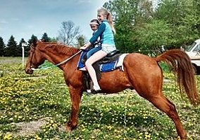 Quarter Horse (Quarter Horse, Gelding) in Oconomowoc, WI