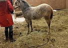 Kira - Mare in Sioux Falls, SD Kira - Mare in Sioux Falls, SD