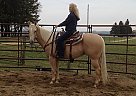 One Gorgeous Boy Quarter Horse Stallion