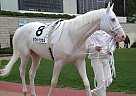 White Gypsy Horse Gypsy Vanner Stallion