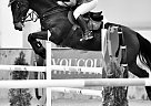 Beautiful Showjumping Mare for S... Erthina