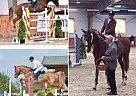 Stallion for Sale! Conthargos Blue
