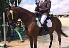 Mare for Sale!!! Concordia