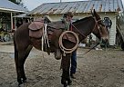 Mule Mare for Sale in New Roads, Louisiana Mule Mare for Sale in New Roads, Louisiana