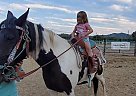 Paint Mare for Sale in Stamping Ground, Kentucky Paint Mare for Sale in Stamping Ground, Kentucky