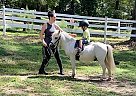 Pony - Horse for Sale in Raleigh, NC 27616 Pony - Horse for Sale in Raleigh, NC 27616