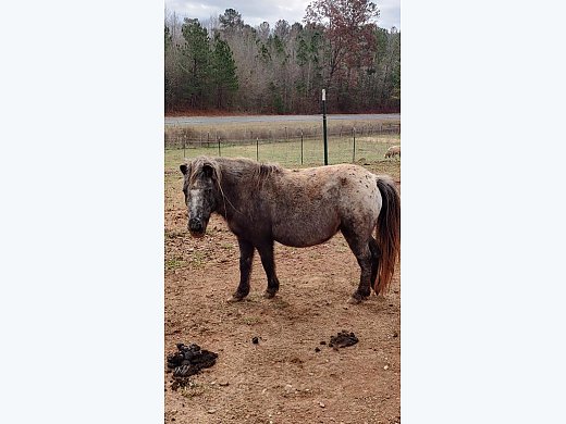 Appaloosa Mini Mare In Foal