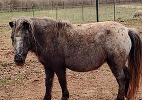 Appaloosa (Appaloosa, Mare) in Morven, GA