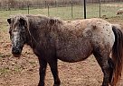 Appaloosa - Horse for Sale in Morven, GA 31638