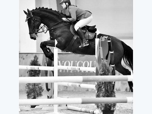Beautiful Showjumping Mare for Sale