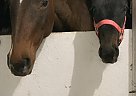 Jewel - Mare in Sioux Falls, SD Jewel - Mare in Sioux Falls, SD