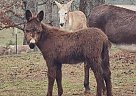 Donkey - Horse for Sale in Morven, GA 31638