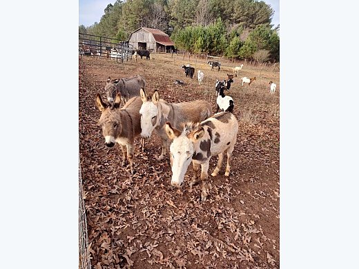 Donkeys! We Deliver!
